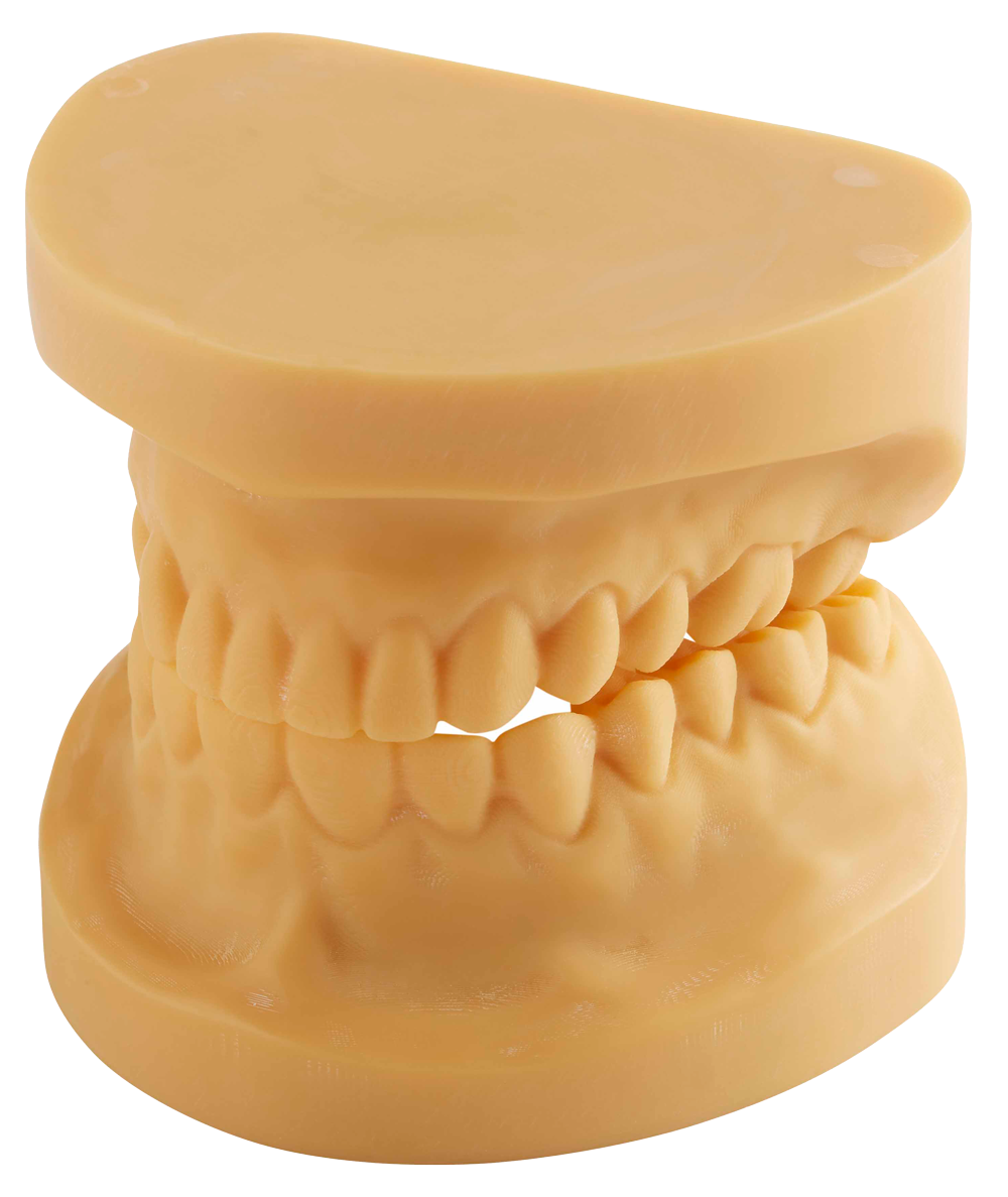 Diagnostics Study Models Teeth model 3D printed dental models